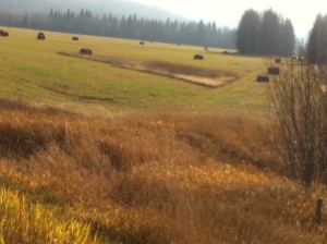 Riding through farming country... almost thought I was at home.