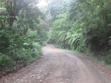 Taking the route through the jungle