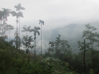 Colombia has some of the highest palm trees in the world