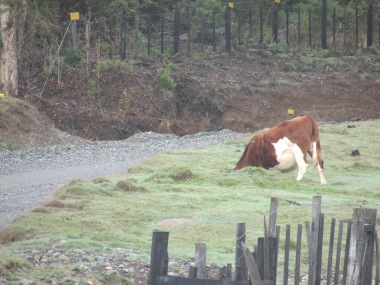 When I first rode up I thought this cow had his head stuck!